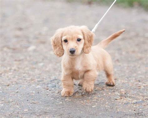 Golden dachshund. Things To Know About Golden dachshund. 